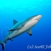 shark_greyreef_kk_h_0705_png1577.jpg